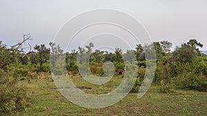 A group of axis spotted deer graze in a clearing in the jungle.