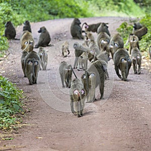 Group of Baboon monkeys in African bush. Lake Manyara National P