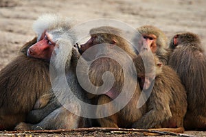 Group Baboons close together