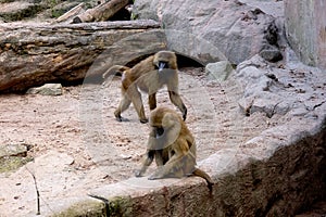 Group of Baboons in Zoo Enclosure