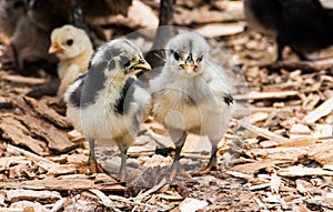 Group baby chickens