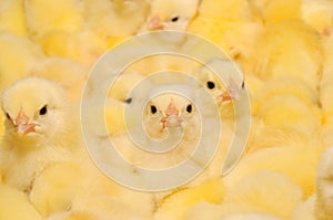 Group of Baby Chicks photo