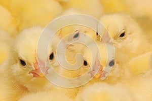 Group of Baby Chicks