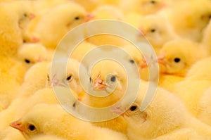 Group of Baby Chicks
