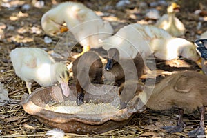 Group baby duck and baby goose is eat food in farm garden at thailand