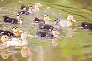 A group of baby duck swimming on water
