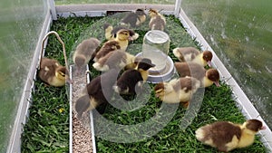 Group of Baby Ducks in Cage