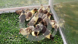 Group of Baby Ducks in a Cage