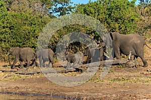Group and baby elephant walking Chobe Botswana Africa
