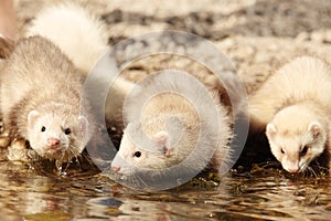 Group of baby ferrets on stone beach near water