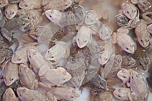 Group of baby frog.
