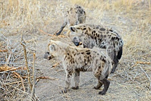 A group of baby hyenas