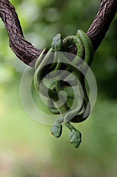 A group of baby Lesser Sunda pit vipers crept along a dry tree branch.