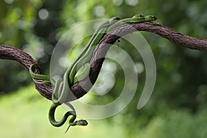 A group of baby Lesser Sunda pit vipers crept along a dry tree branch.