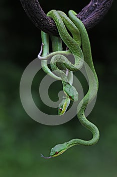 A group of baby Lesser Sunda pit vipers crept along a dry tree branch.