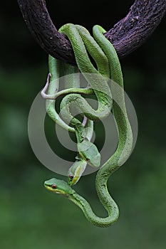 A group of baby Lesser Sunda pit vipers crept along a dry tree branch.