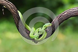 A group of baby Lesser Sunda pit vipers crept along a dry tree branch.