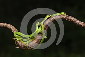 A group of baby Lesser Sunda pit vipers crept along a dry tree branch.