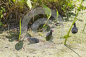 Group of Baby Moorhens On A Duckweed Filled Pond