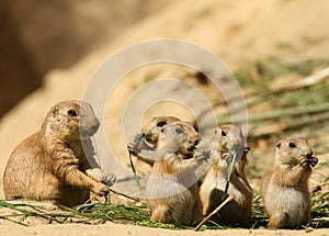 Group of baby prairie dogs eating