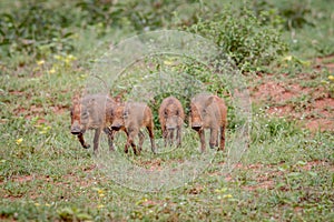 Group of baby Warthog piglets running