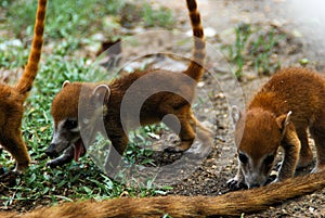 A group of baby white-nosed Coatis Nasua narica foraging just outside the jungle Tulum, Mexico