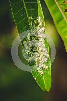 The Group Of Baby Worm Moth Caterpillars On Green Mango Tree Leaf With Sun Lighting and Shadows. Caterpillar Babies Colony On