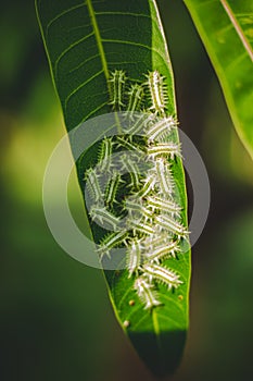 The Group Of Baby Worm Moth Caterpillars On Green Mango Tree Leaf With Sun Lighting and Shadows. Caterpillar Babies Colony On