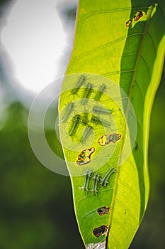 The Group Of Baby Worm Moth Caterpillars On Green Mango Tree Leaf With Sun Lighting and Shadows. Caterpillar Babies Colony On