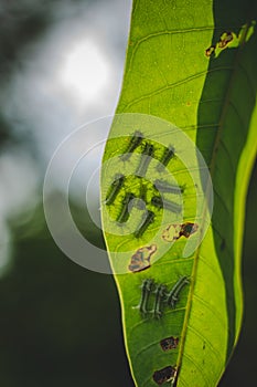 The Group Of Baby Worm Moth Caterpillars On Green Mango Tree Leaf With Sun Lighting and Shadows. Caterpillar Babies Colony On