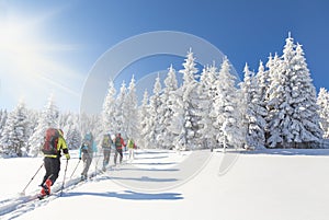 Group of backcountry skiers going up towards a snow covered christmas tree forest on a beautiful sunny day