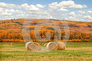Group of bales in the field and autum yellow trees in the background