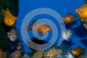 Group of Balloon Sailfin Mollies