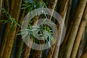 A Group of Bamboo Stalks