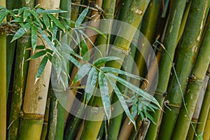 A Group of Bamboo Stalks