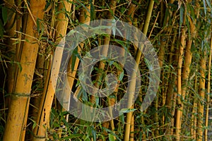 A Group of Bamboo Stalks