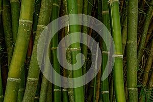 A Group of Bamboo Stalks