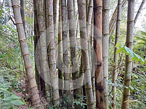 A group of bamboos tree in the Kete Kesu Toraja