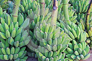 Group of banana tree branches with green bananas