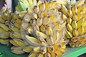 Group of banana tree branches with yellow bananas