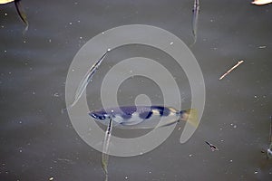 Group of Banded Archerfishes, Toxotes jaculatrix, and Buffon\'s river garfishes, Zenarchopterus buffonis