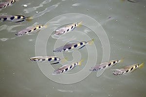 Group of Banded Archerfishes, Toxotes jaculatrix, in muddy water