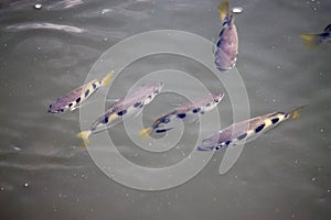 Group of Banded Archerfishes, Toxotes jaculatrix, in muddy water