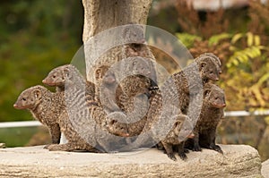 Group of Banded Mongoose
