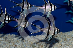 Group of Banggai Cardinalfish