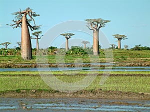 Grupo de alguno ruido 