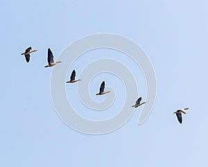 A Group of Bar Headed Goose in flight