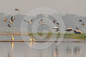 A group of bar headed goose taking off