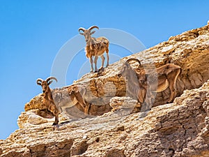 The group of Barbary sheep or Ammotragus lervia standing on the rock