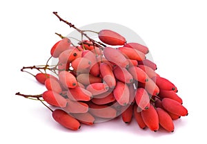 Group of Barberry  red berries